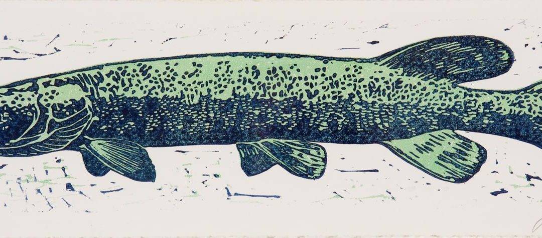 Le brochet